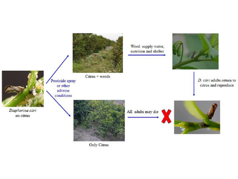 The role of plants beyond Rutaceae in the transmission of huanglongbing was revealed